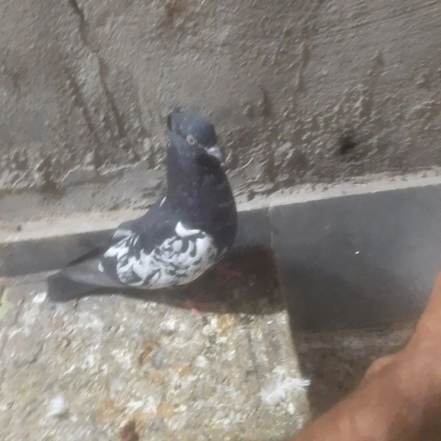 شهرک پیام|پرنده|پردیس, فاز ۳|دیوار