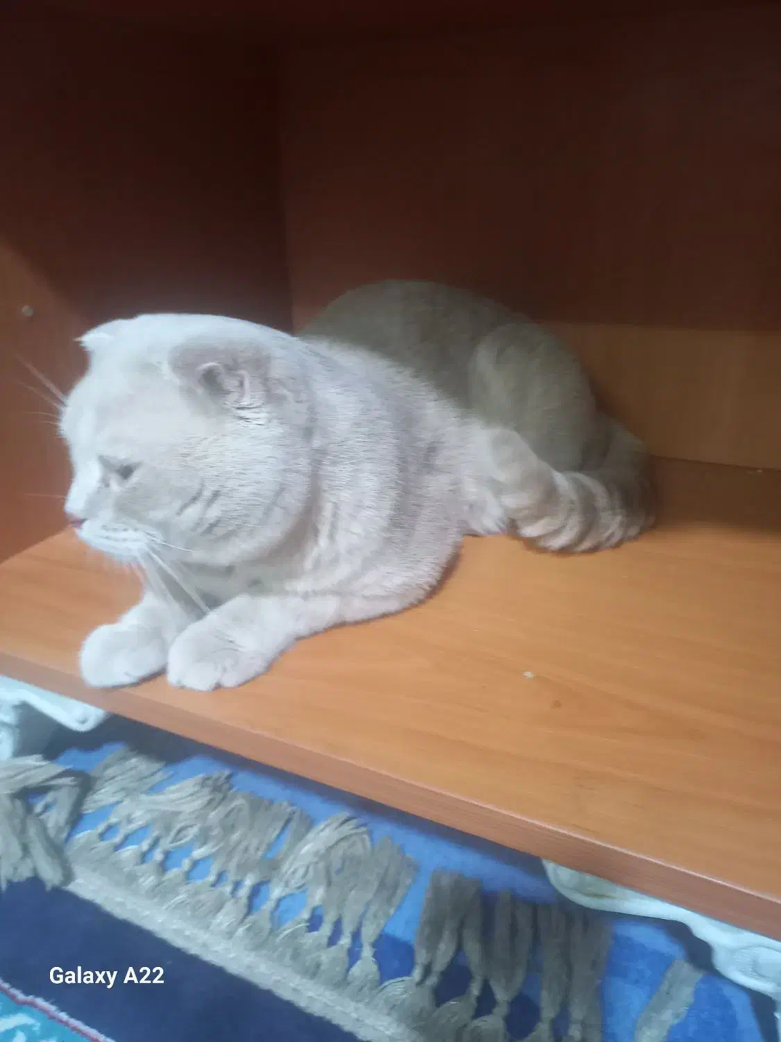 مهربون|گربه|مشهد, حضرت حجت|دیوار