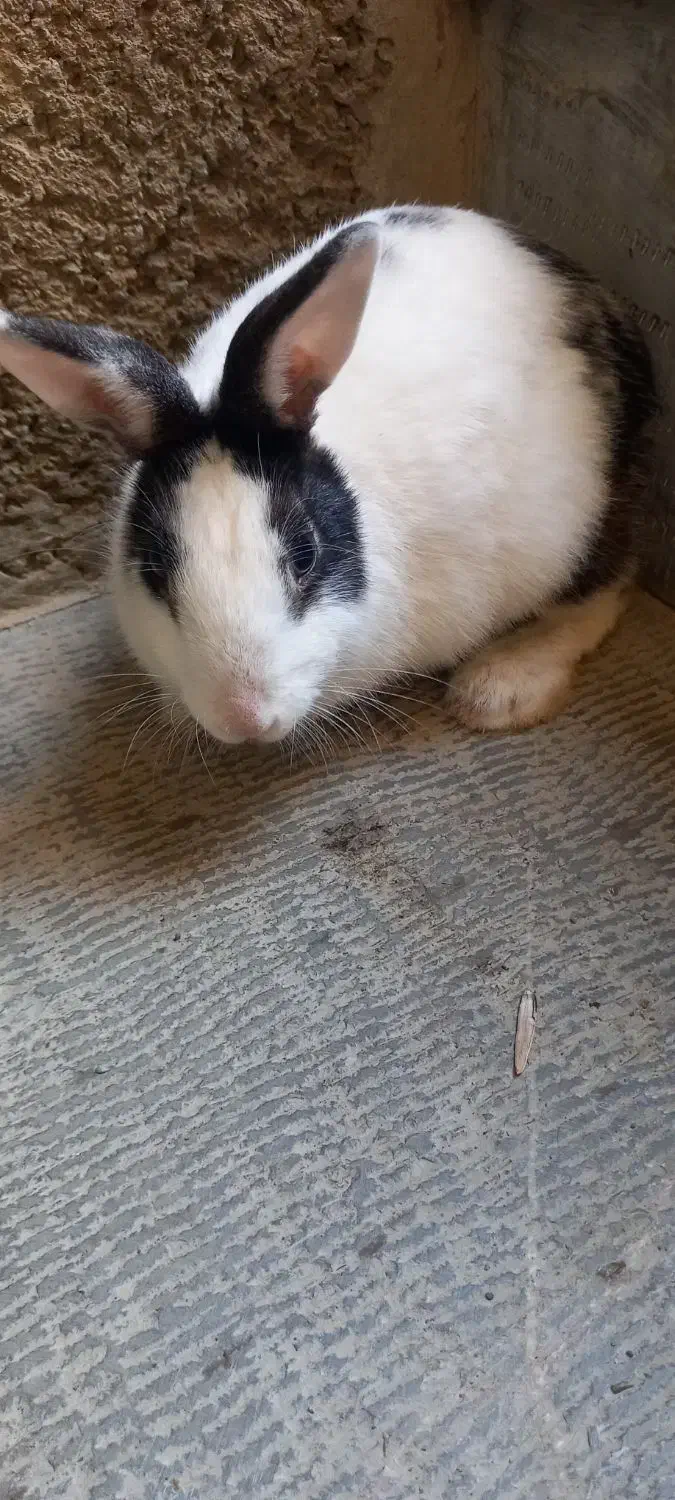 خرگوش|موش و خرگوش|سنندج, |دیوار