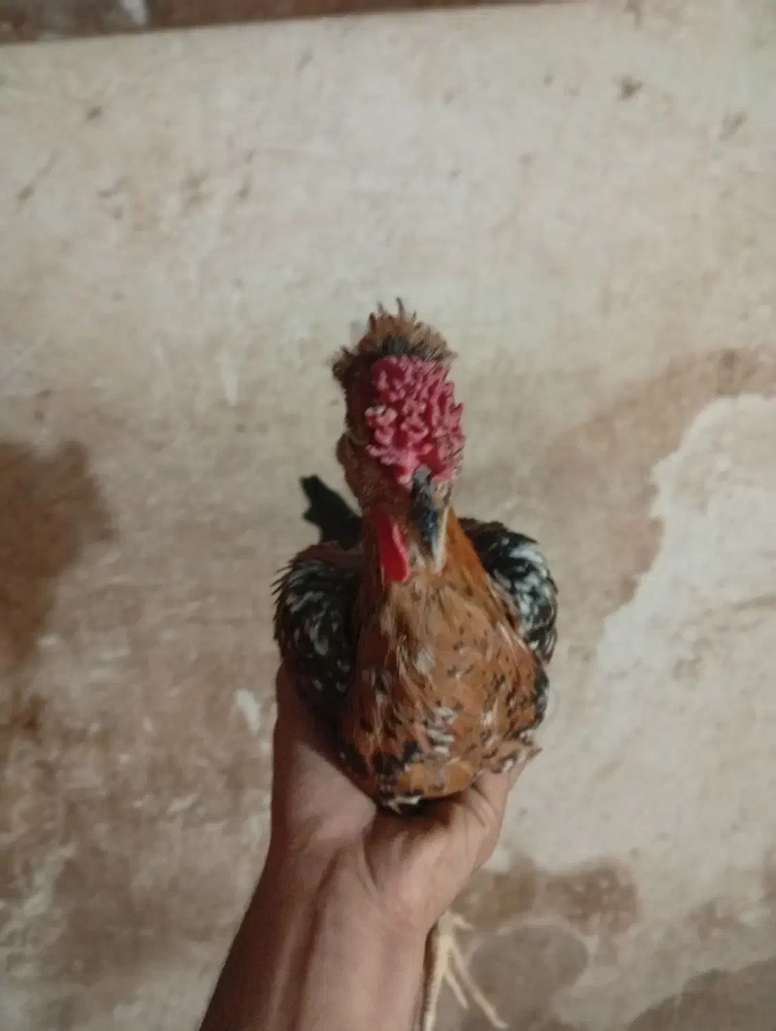 نیمچه مرغ خروس گلین|حیوانات مزرعه|شیراز, احمدآباد|دیوار