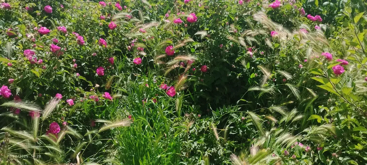 نهال گل محمدی|گل و گیاه طبیعی|چاراویماق, |دیوار