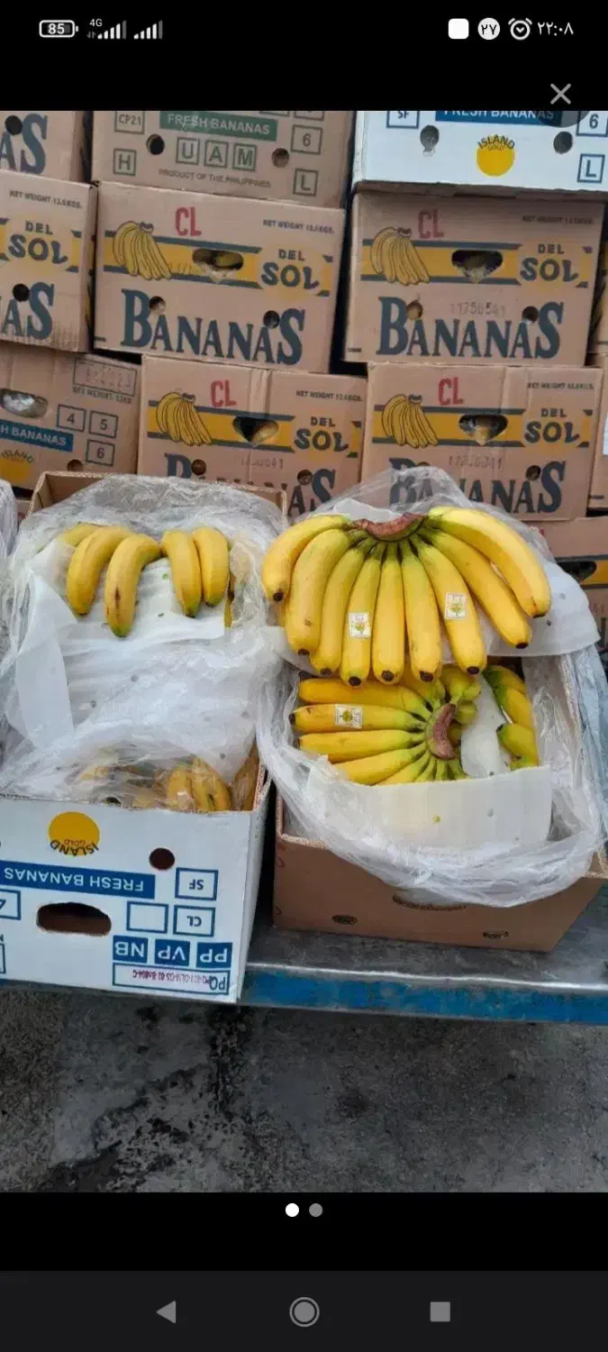 حراج موز فیلیپین اکوادور|حراج|قائم‌شهر, |دیوار