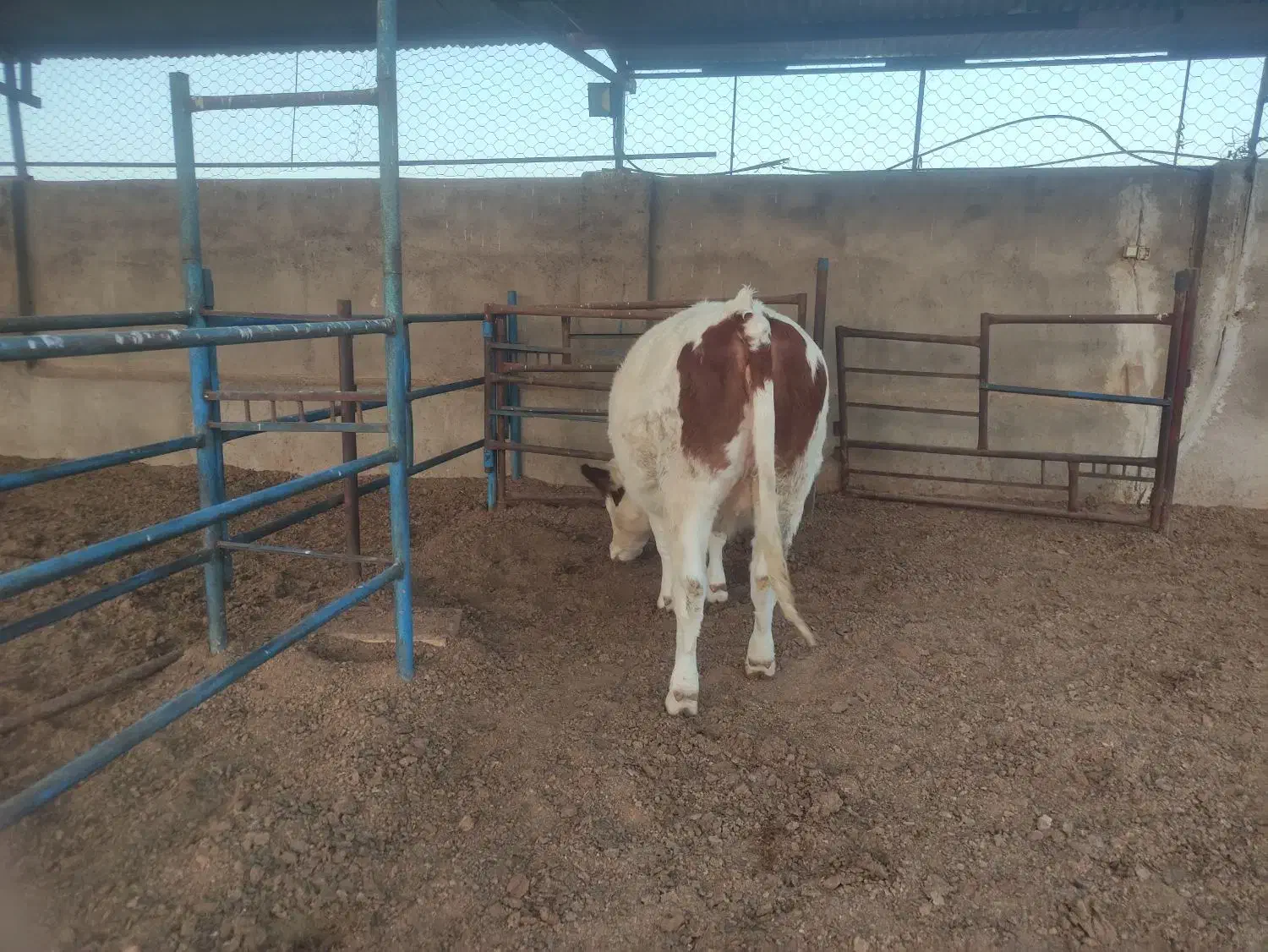 فروش دوراس تلیسه سمیینتال اصل|حیوانات مزرعه|نیشابور, ریوند|دیوار