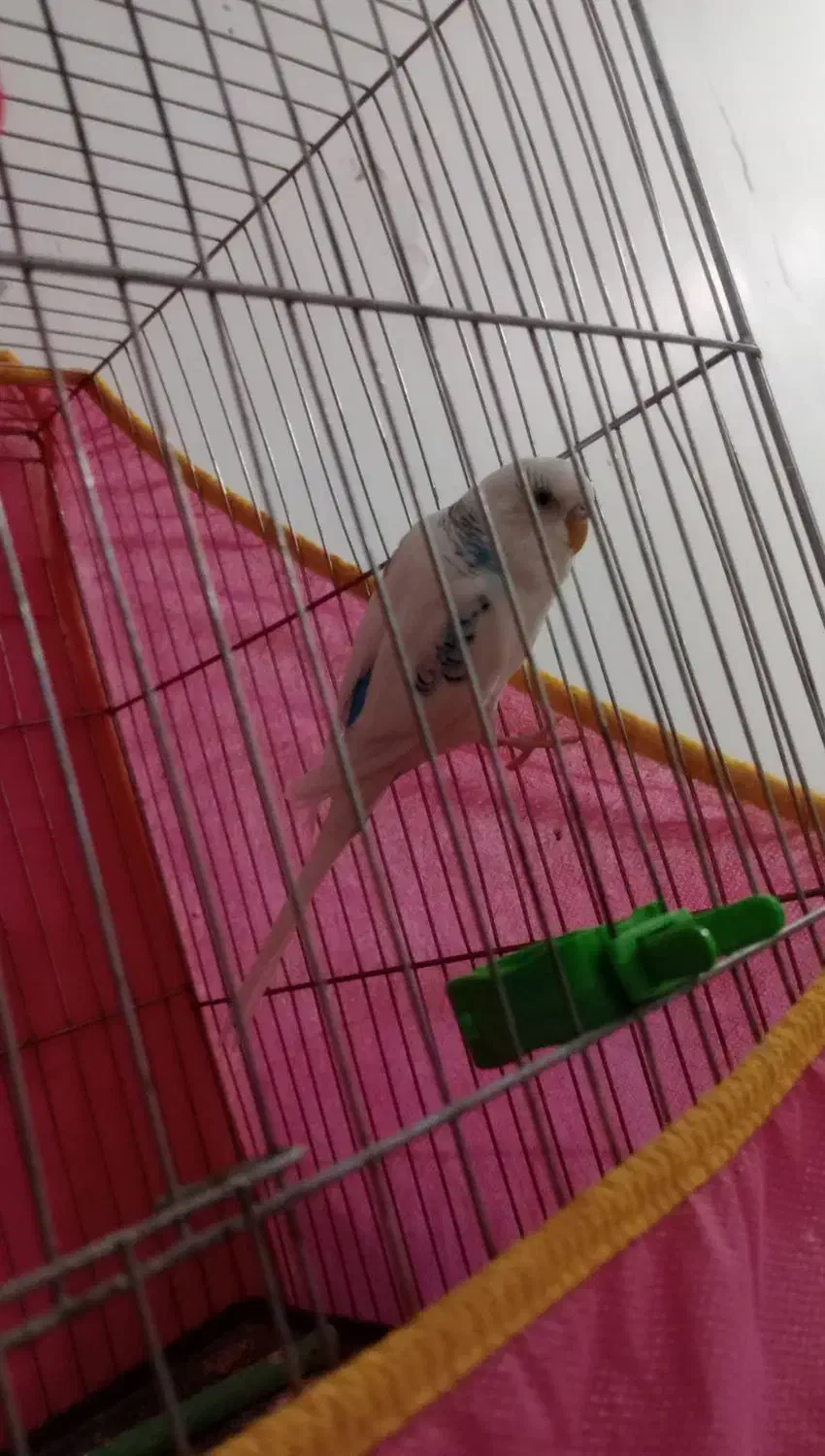 مرغ عشق نر|پرنده|کرمان, |دیوار