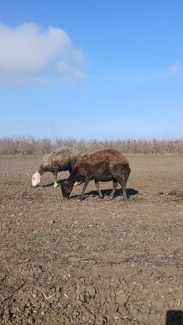 گوسفند بره مار درشت کردستانی دوباره ابست|حیوانات مزرعه|گرگان, |دیوار