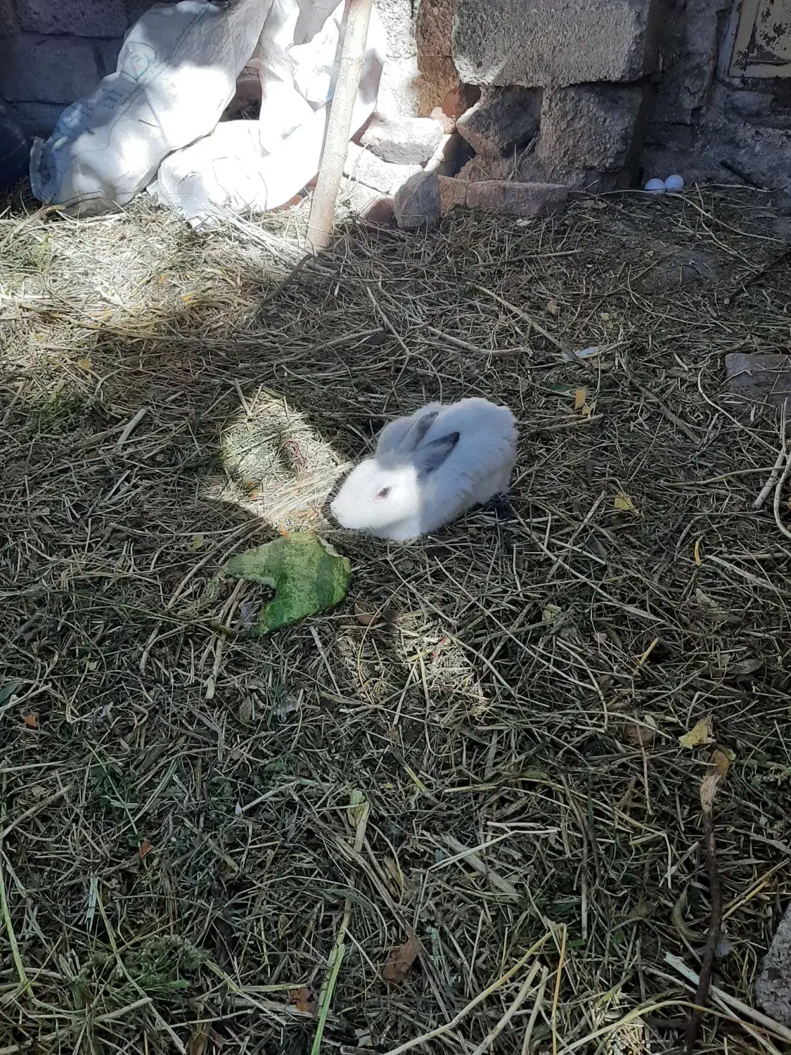 دوجفت خرگوش|موش و خرگوش|مشگین شهر, |دیوار