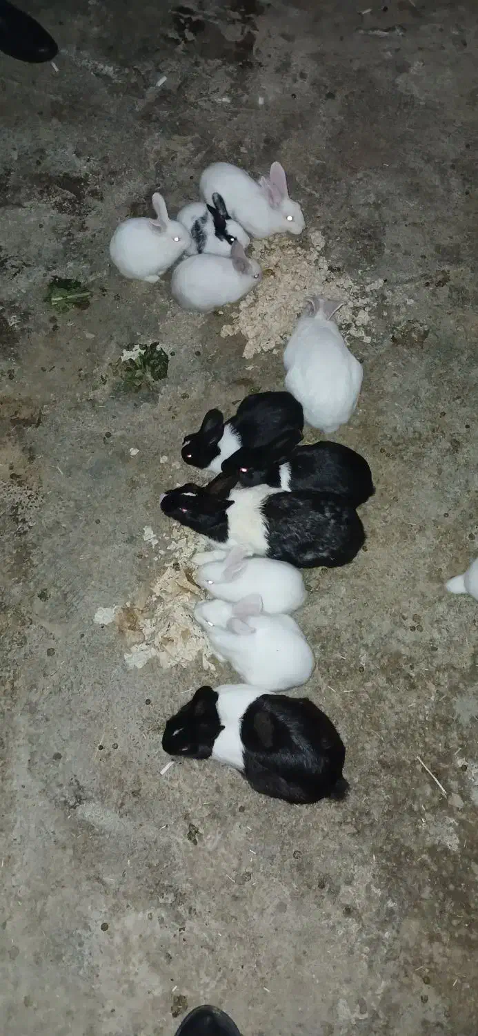 خرگوش خانگی|موش و خرگوش|مریوان, |دیوار