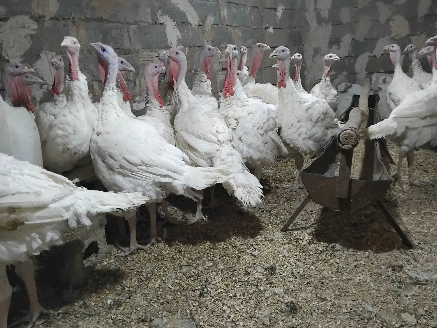 بقلمون گوشتی|حیوانات مزرعه|کوهسرخ, |دیوار