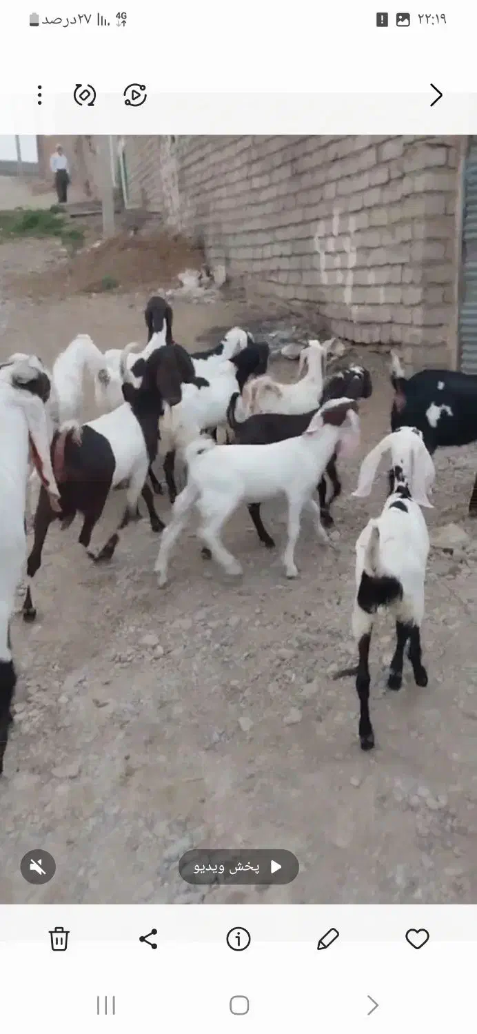بز پنجابی پاکستانی|حیوانات مزرعه|قوچان, |دیوار