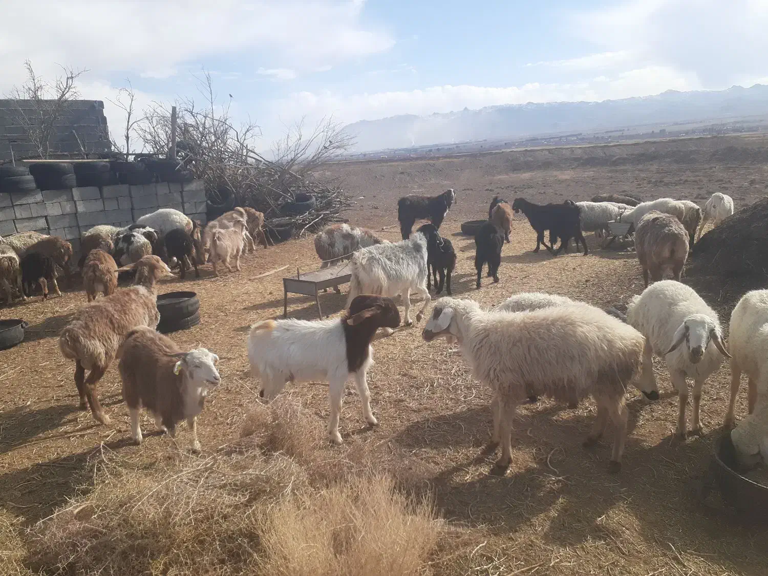 گوسفند نرینه و ماده|حیوانات مزرعه|بیرجند, |دیوار