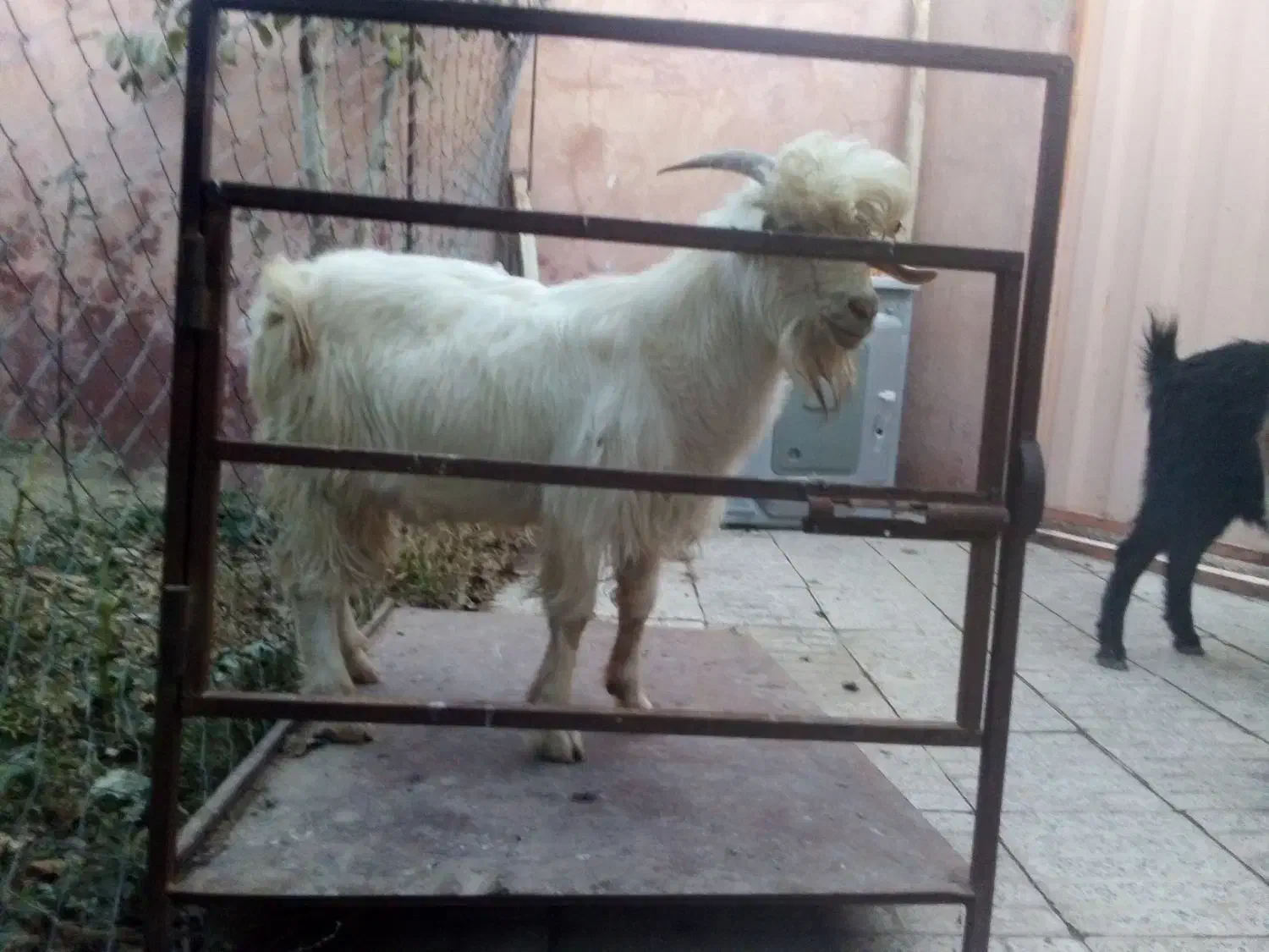 خروس سیاه قیمت ۳۵۰ بزغاله نر چاق کیلو ۶۰۰تومان|حیوانات مزرعه|خمین, |دیوار