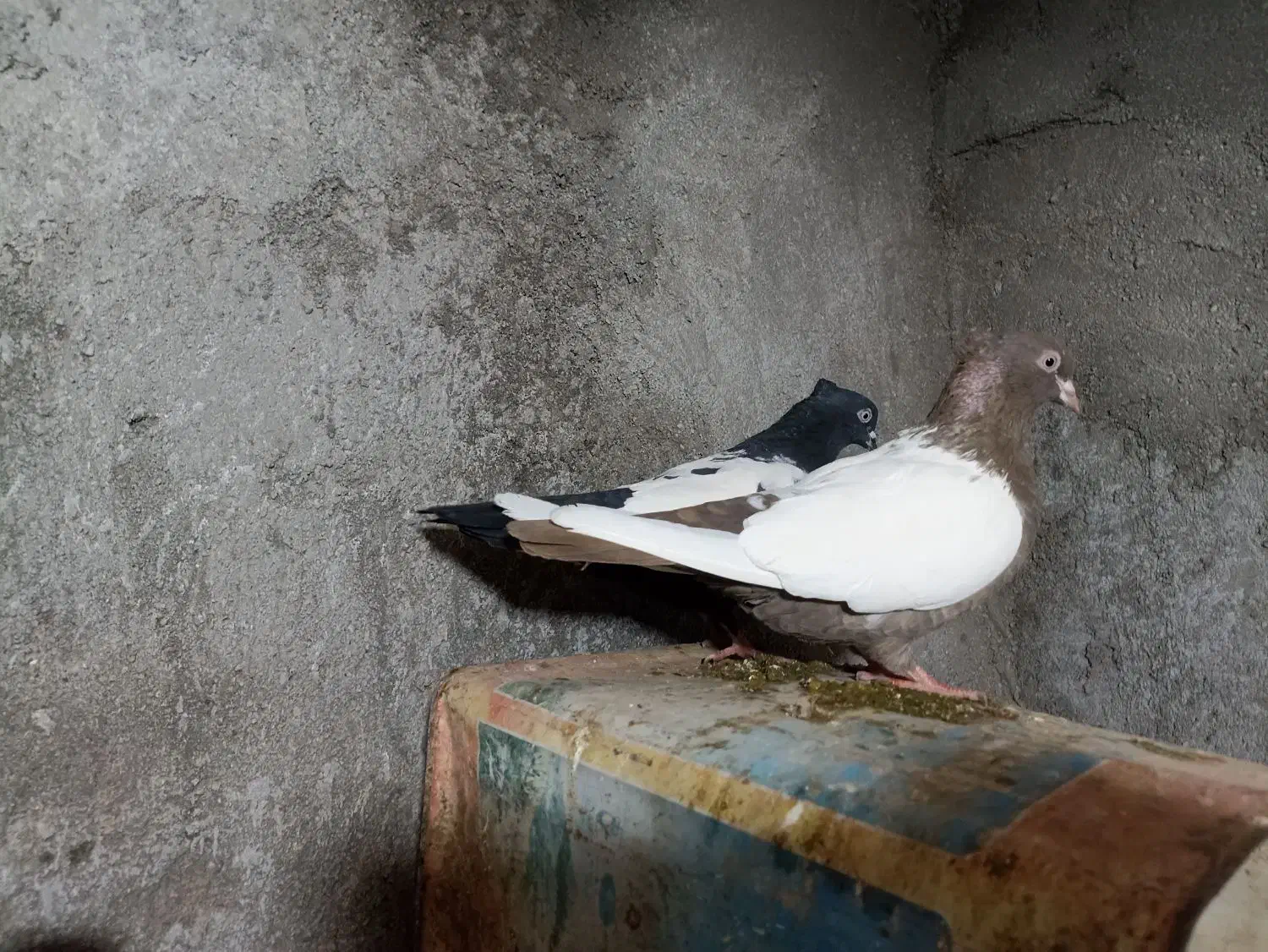 کفتر.|پرنده|فریمان, |دیوار