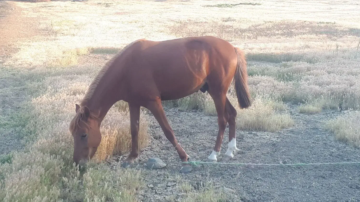 اسب|اسب و تجهیزات اسب‌سواری|گرمی, |دیوار