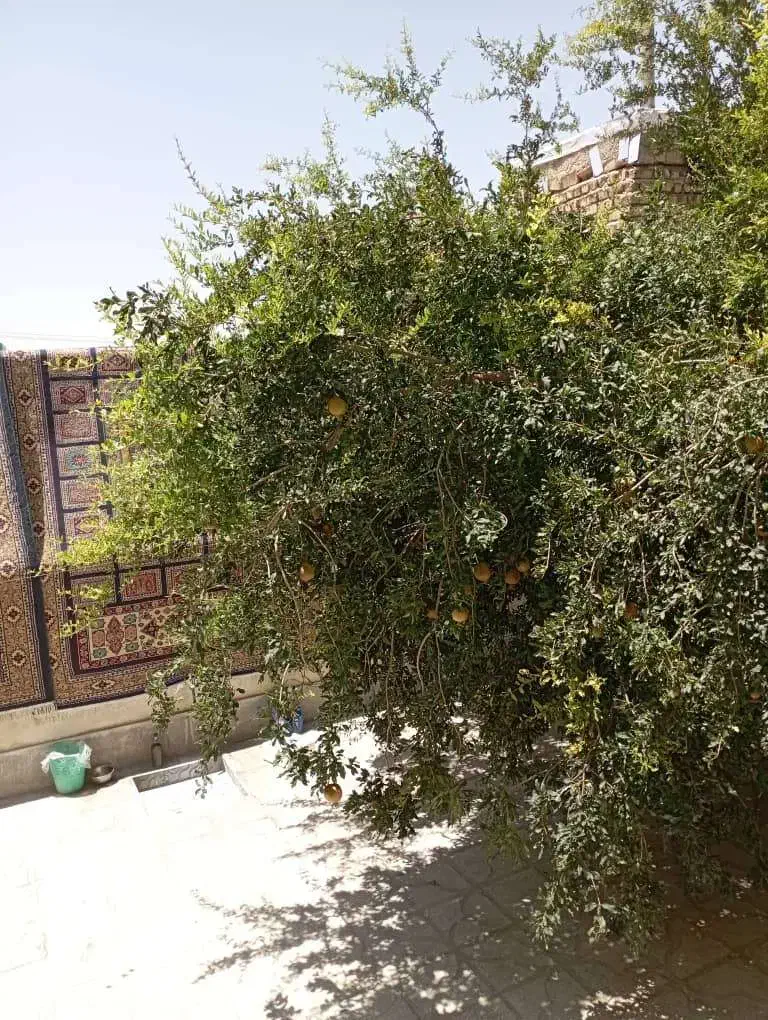 رهن و اجاره خانه|اجارهٔ آپارتمان|شیراز, ریاستی|دیوار
