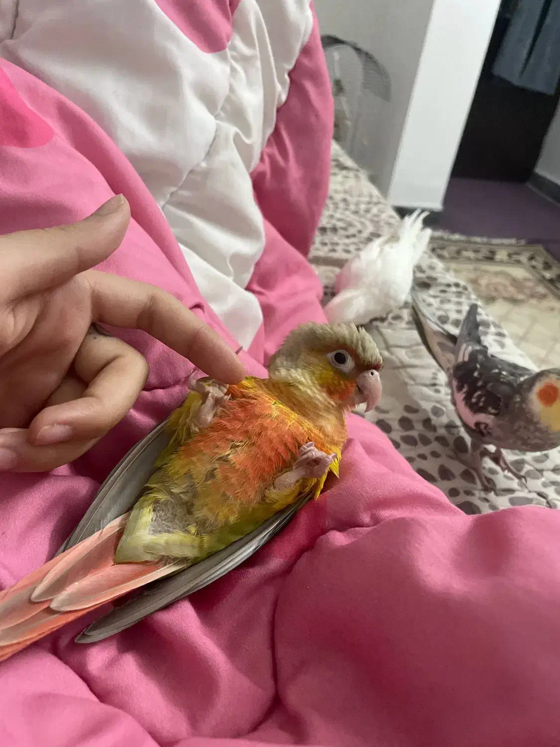 طوطی گرینچیک با قفس|پرنده|شاهینشهر, طالقانی|دیوار