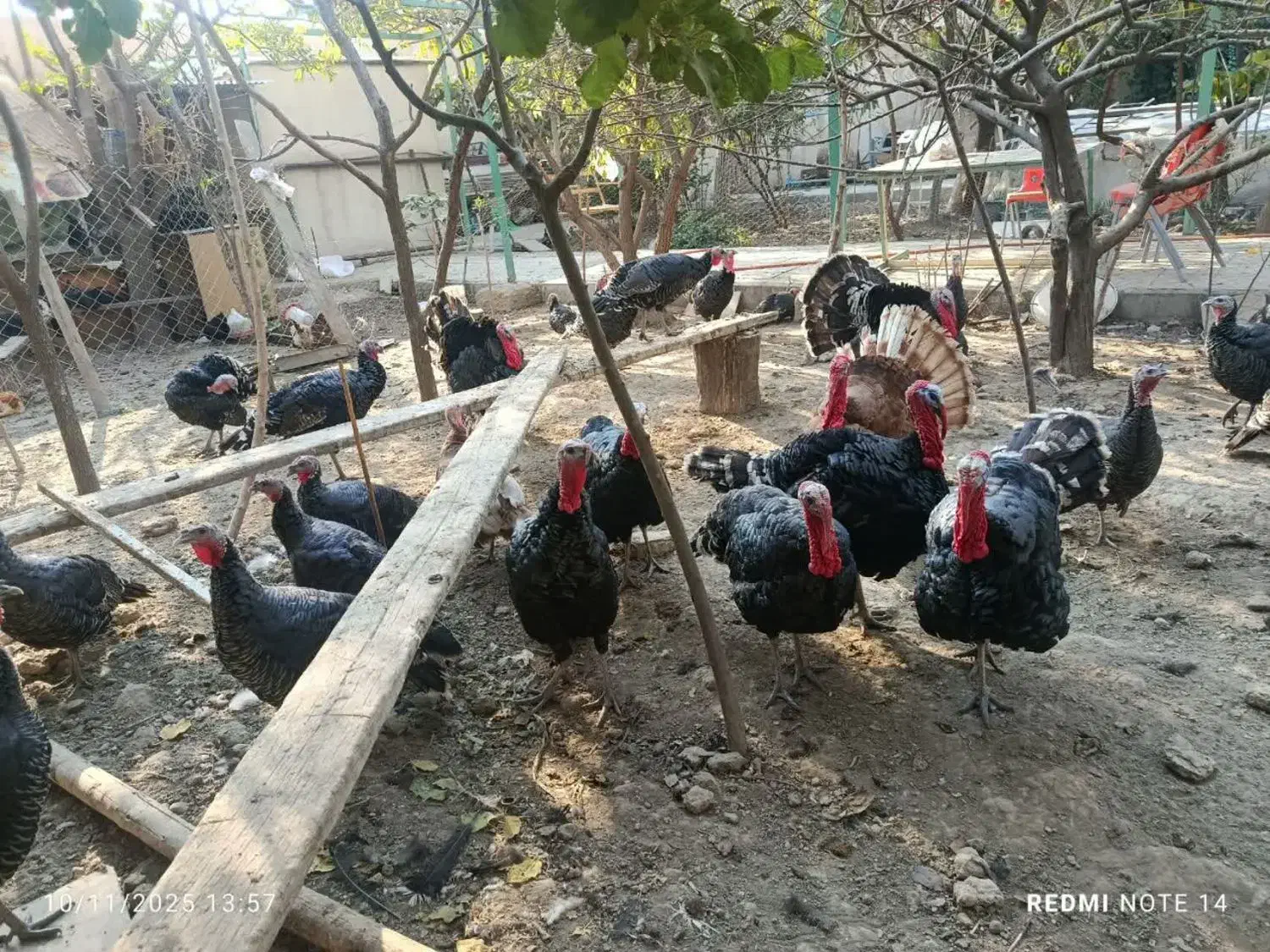 بوقلمون نر برنز|حیوانات مزرعه|فردیس, انبار نفت|دیوار