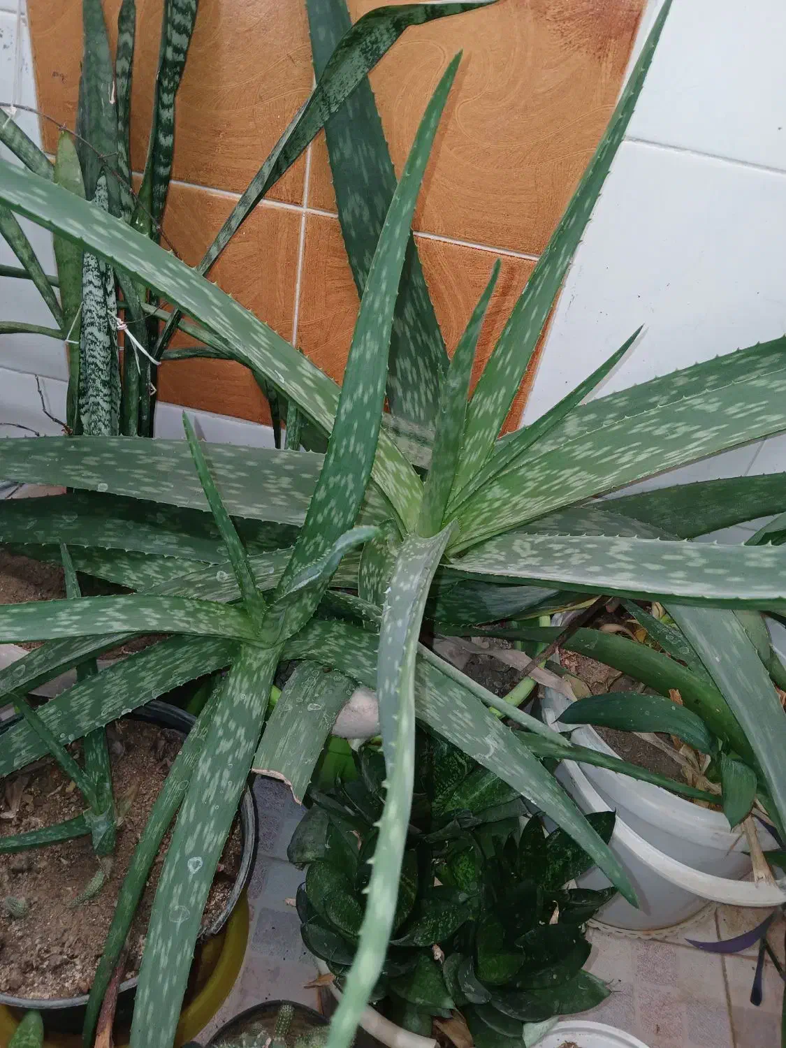 گل آلوورا|گل و گیاه طبیعی|شیروان (خراسان), |دیوار