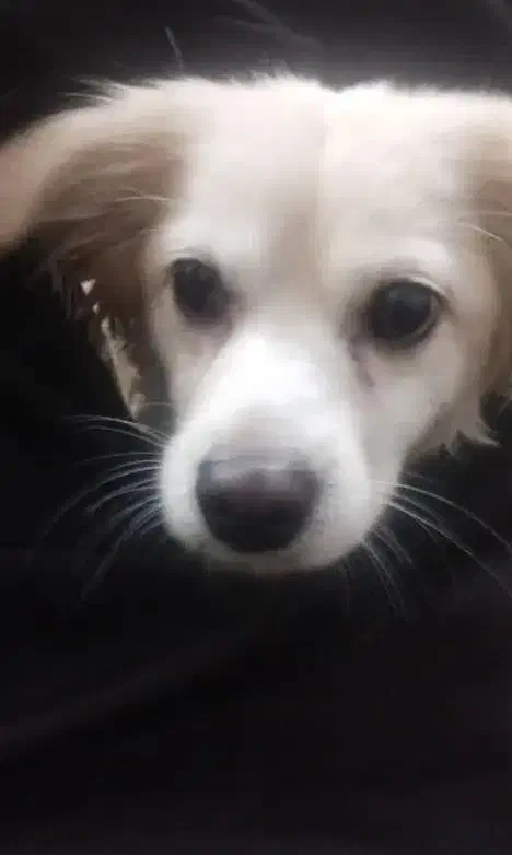 سگ شیتزو|سگ|نورآباد ممسنی, |دیوار