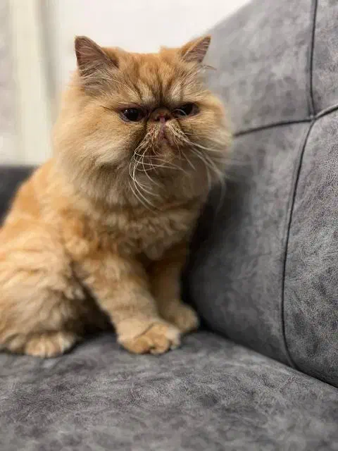 پرشین سوپر فلت گلد|گربه|رشت, کوی مهر|دیوار