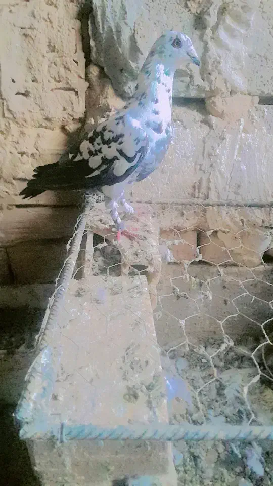 سوسکی|پرنده|بیرجند, |دیوار