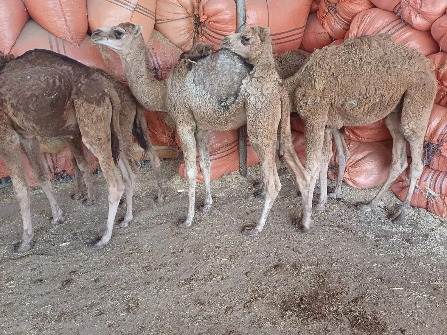 شتر جوان پنج نفر|حیوانات مزرعه|سیمین شهر, |دیوار