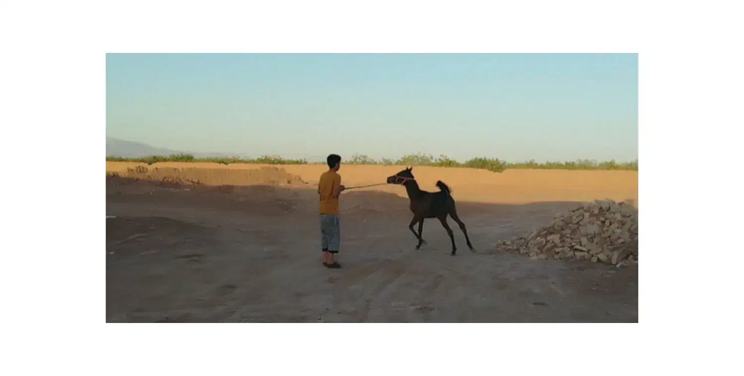 اسب|اسب و تجهیزات اسبسواری|رفسنجان, |دیوار