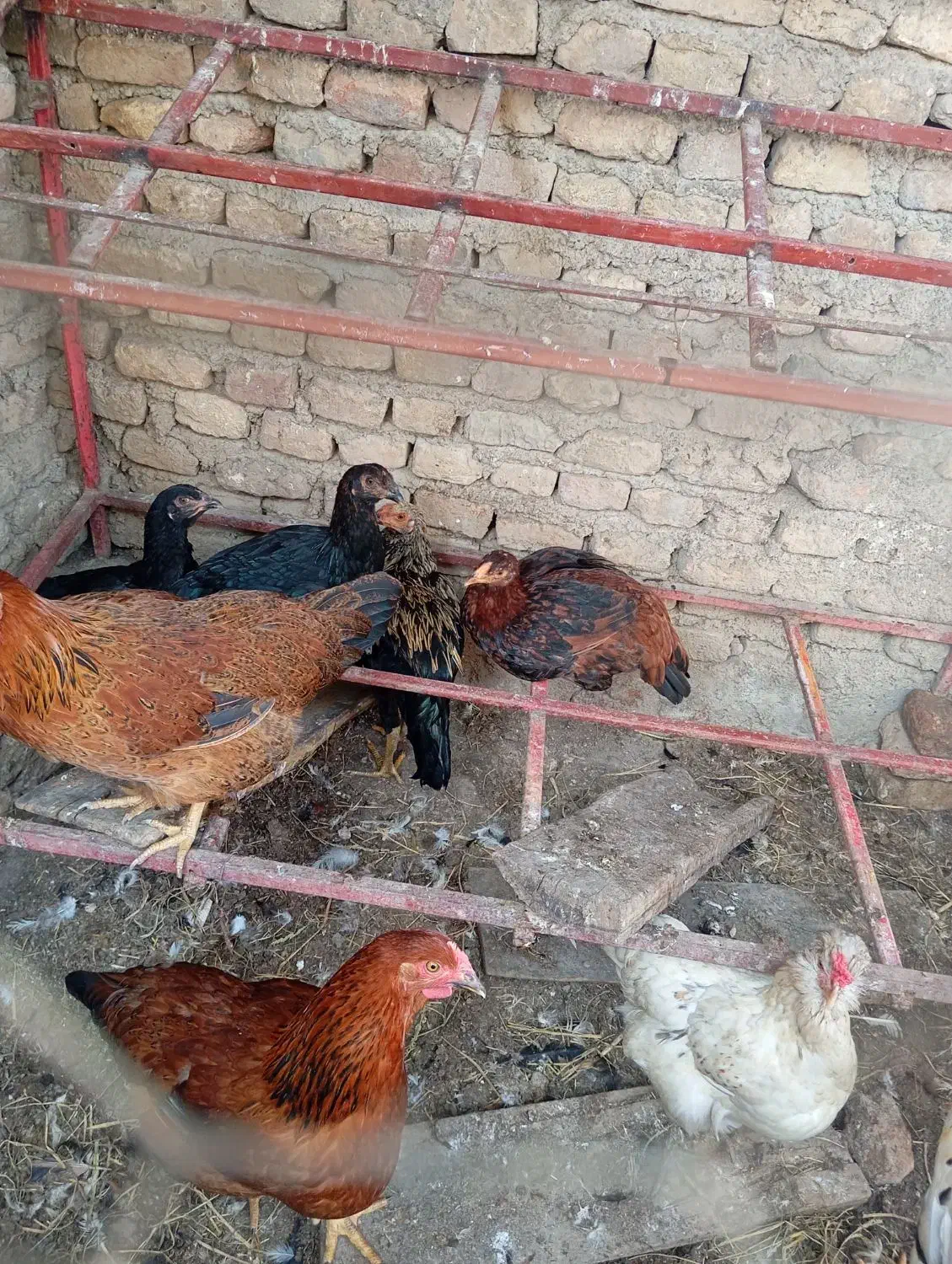مرغ نوچه|حیوانات مزرعه|مزرعه کتول, |دیوار