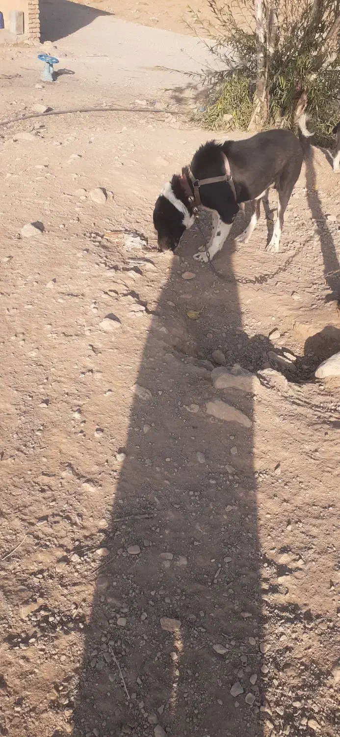 سگ گلی|سگ|شهرکرد, |دیوار