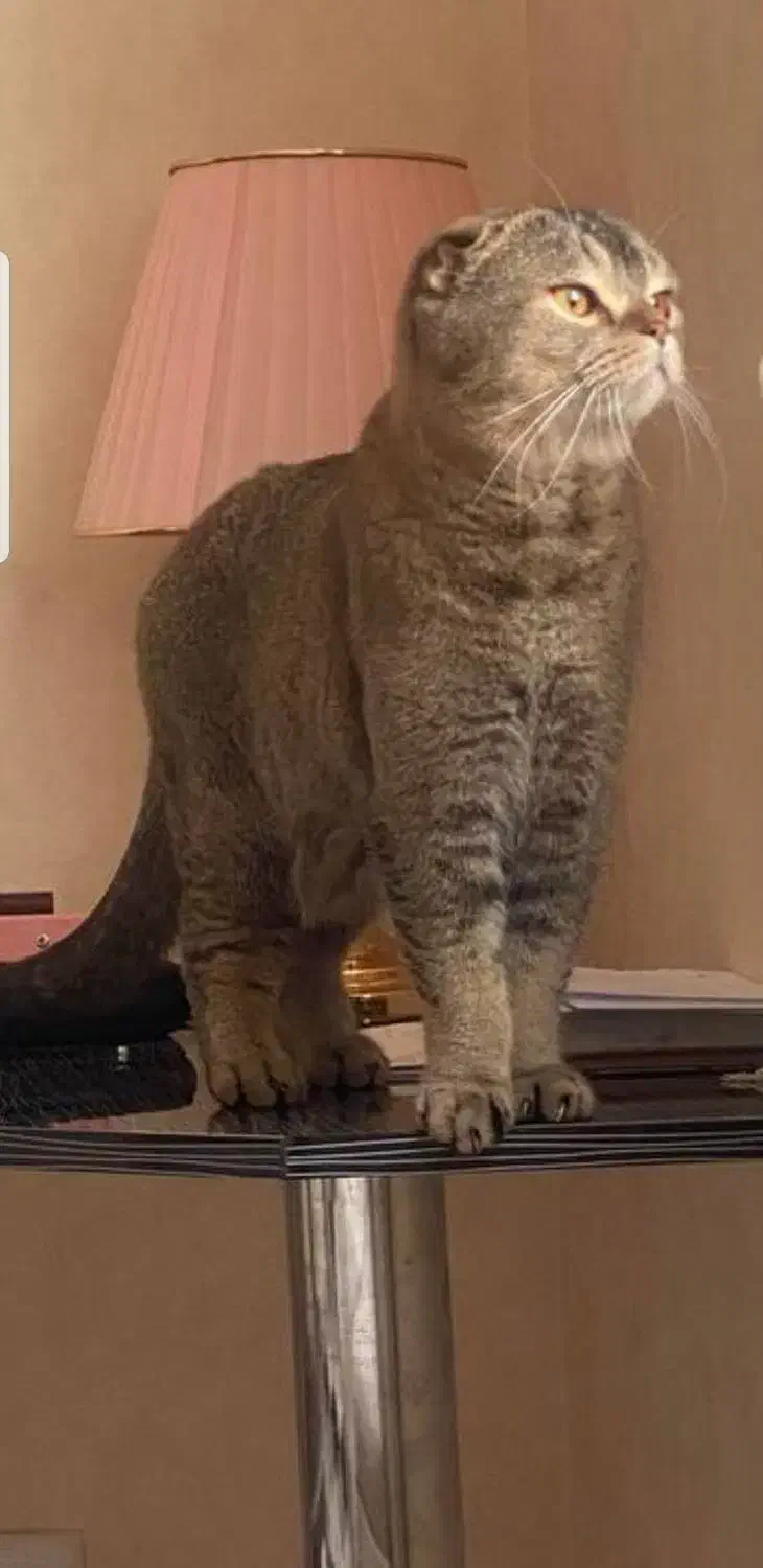 واگذاری گربه اسکاتیش|گربه|اردبیل, |دیوار