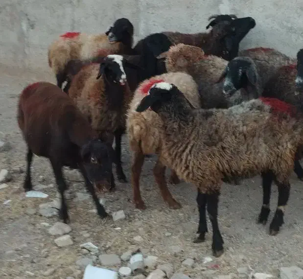 5راس شیشک دودندان ابستن|حیوانات مزرعه|قزوین, |دیوار