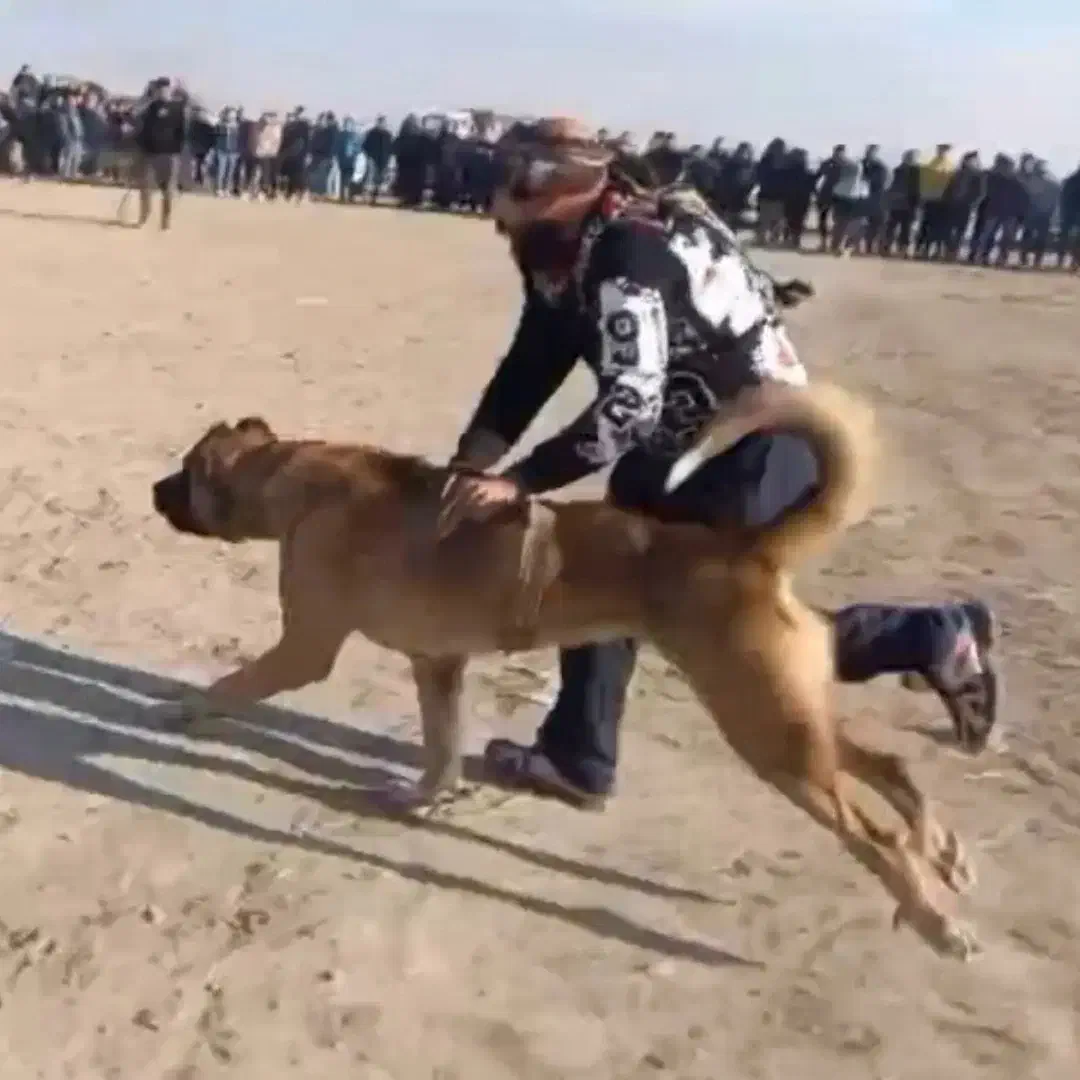 سگ سرابی پژدر سراب عراقی نگهبان|سگ|رباطکریم, نصیرشهر|دیوار