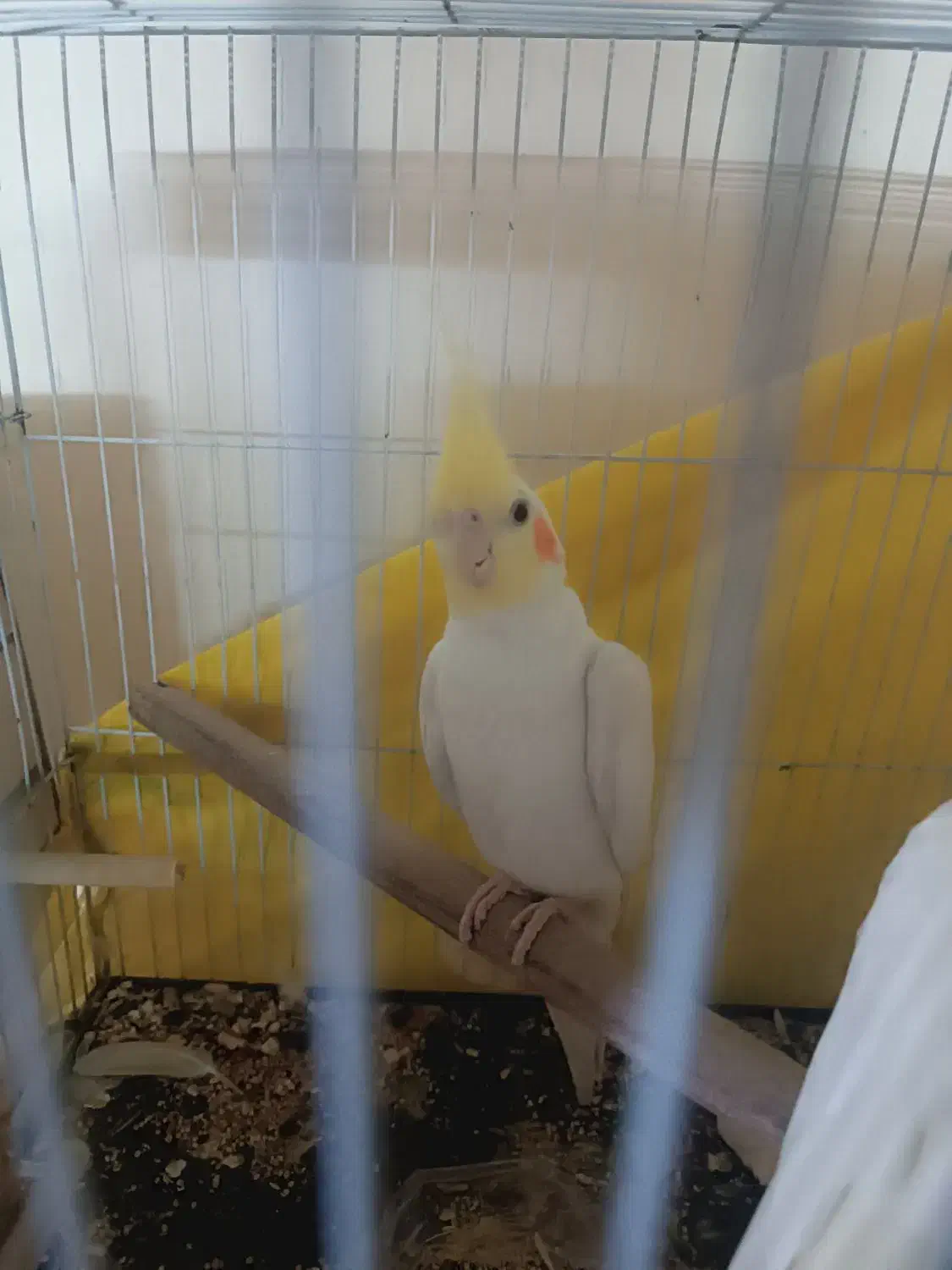 عروس هلندی نر قیمت 800 برای مشتری تخفیفم داره|پرنده|بجنورد, |دیوار