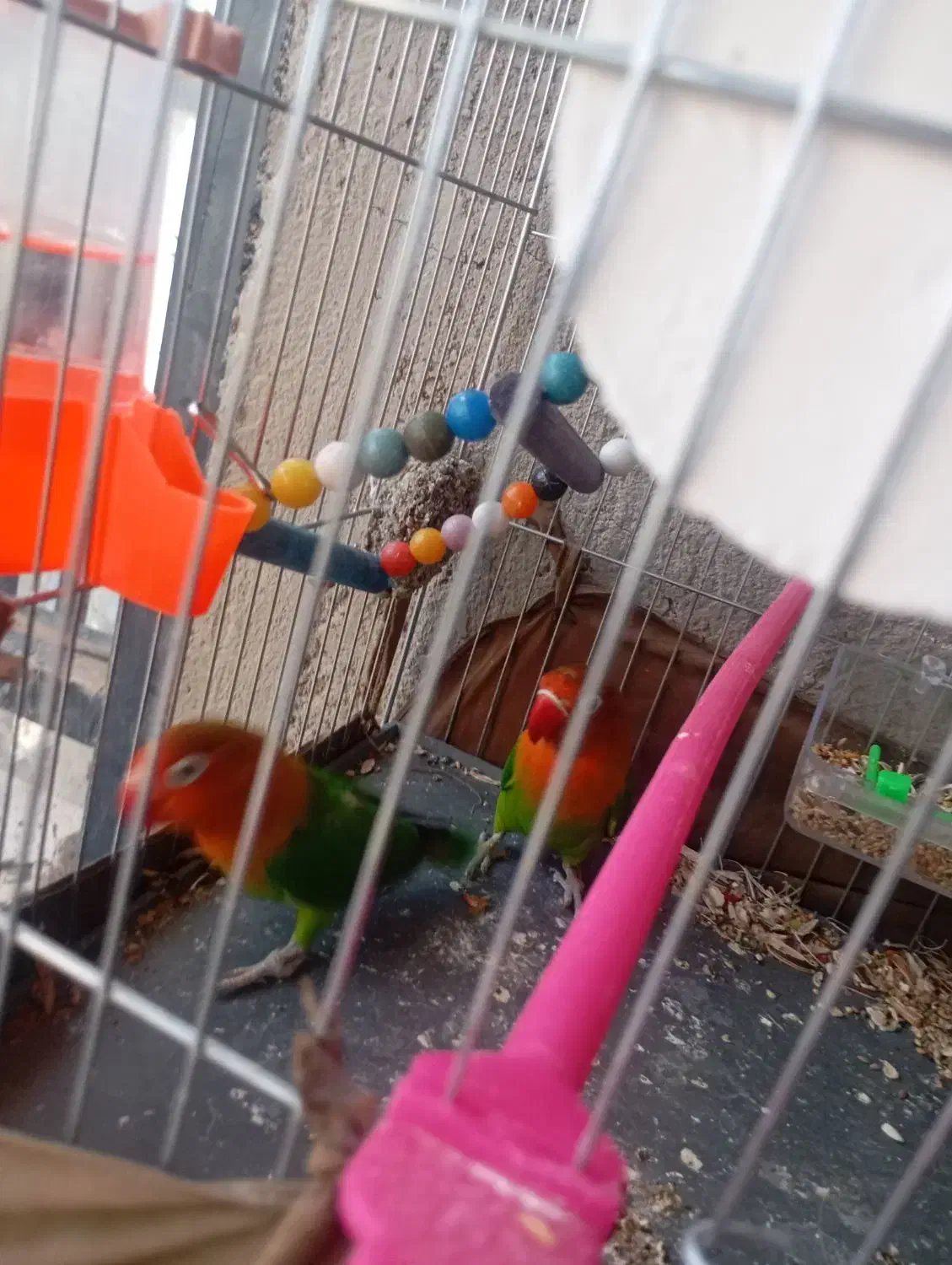 طوطی|پرنده|خاش, |دیوار