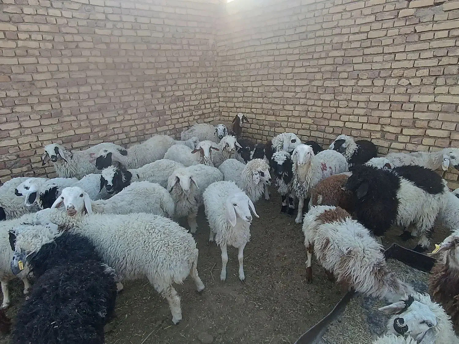 ۲۰راس بره فروشی .نر و ماده|حیوانات مزرعه|خوسف, |دیوار