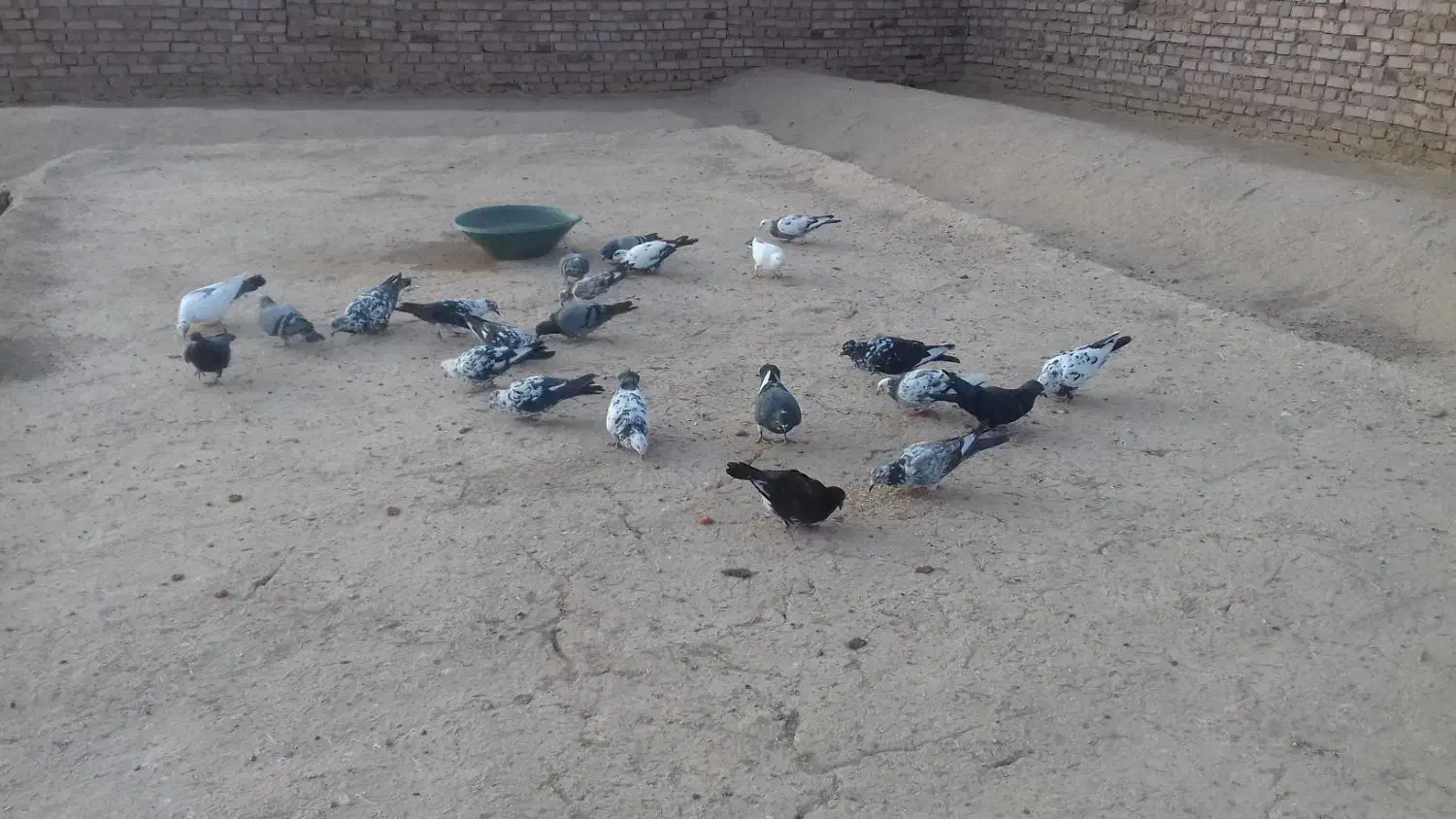 کفتر|پرنده|بیرجند, |دیوار