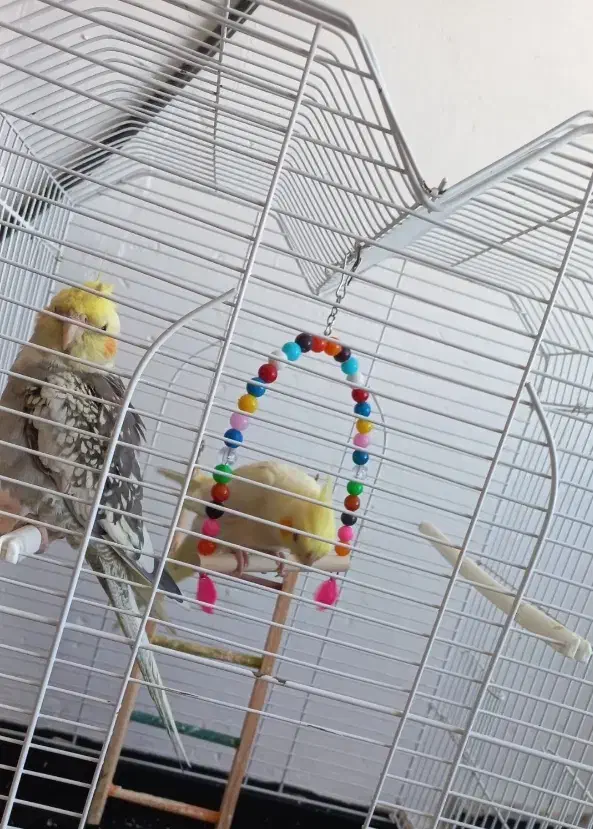 یک جفت عروس هلندی|پرنده|گرمی, |دیوار