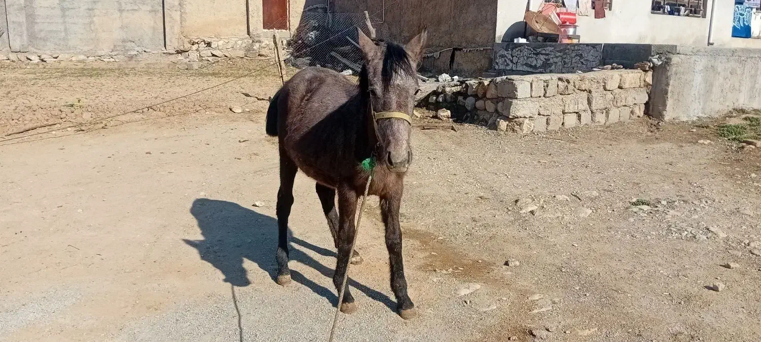 مادیان|حیوانات مزرعه|شباب, |دیوار