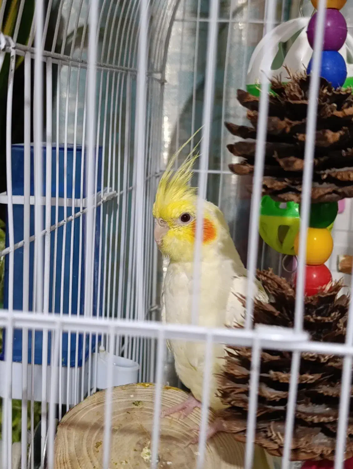 عروس هلندی|پرنده|فردیس, نسترن غربی|دیوار