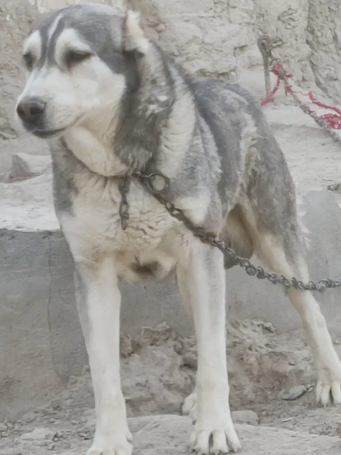 سگه|سگ|زابل, |دیوار