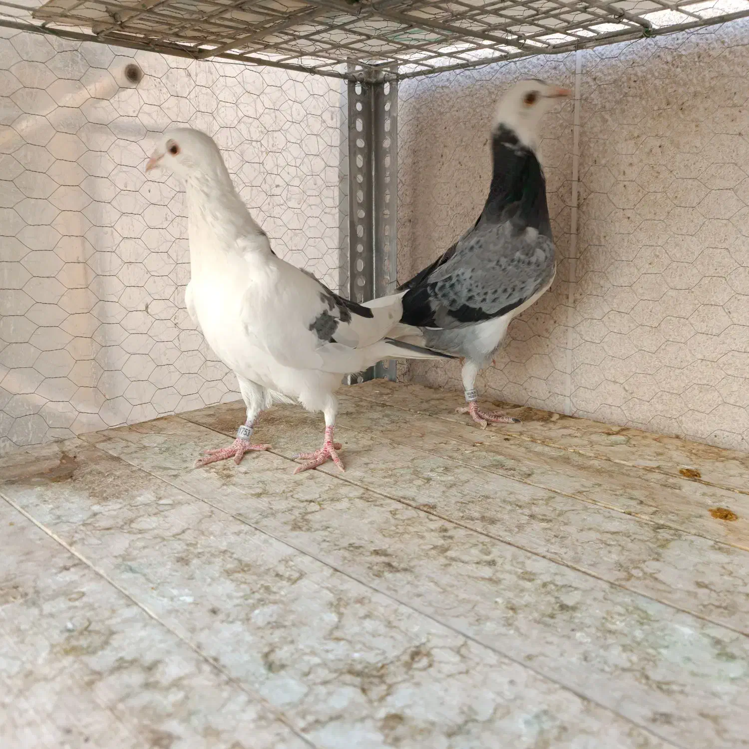 کبوتر پلاکی|پرنده|شاهینشهر, شهرک هشت بهشت|دیوار