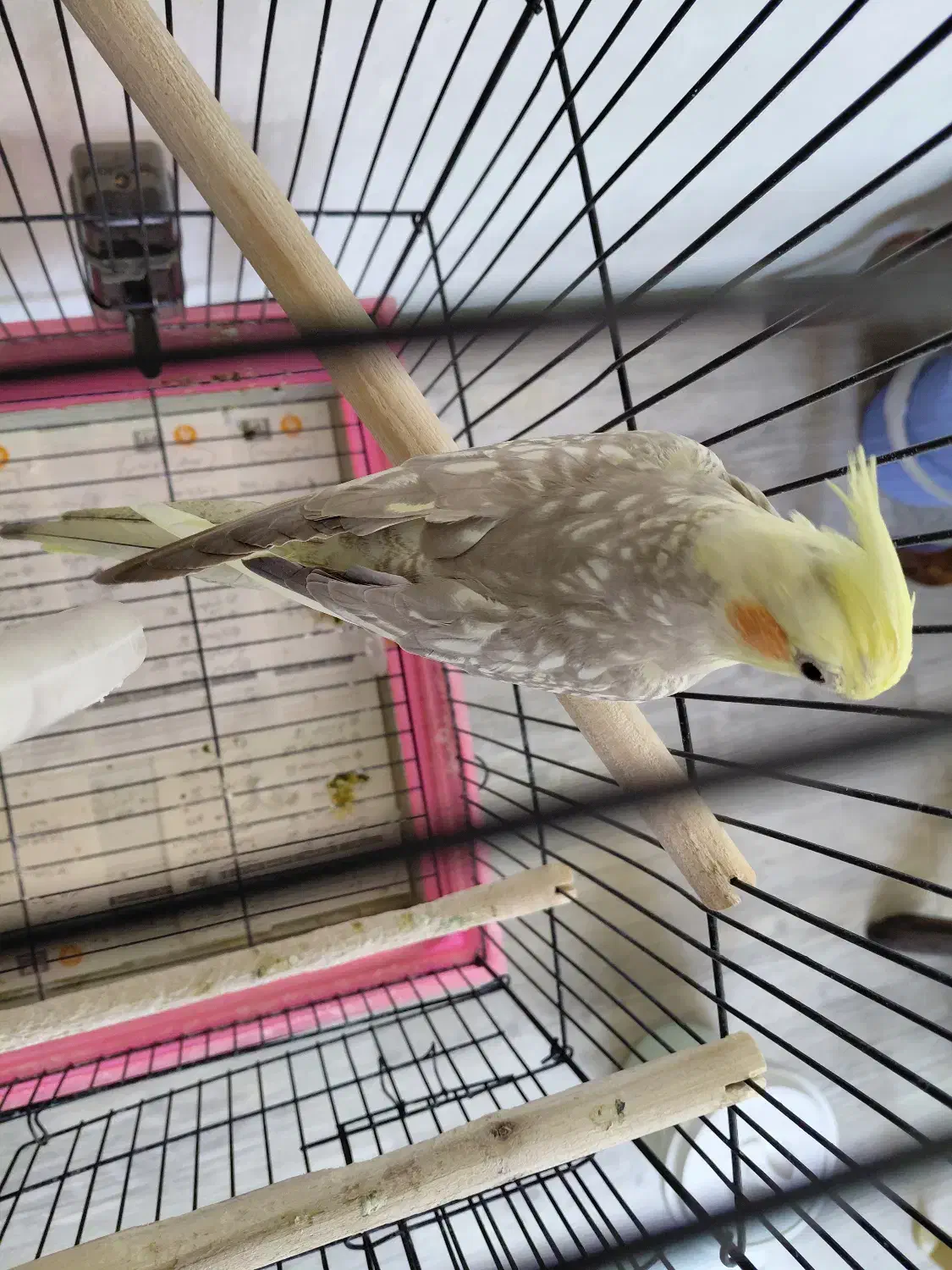 عروس هلندی پاستیل فیس ایزابلا|پرنده|میاندوآب, |دیوار