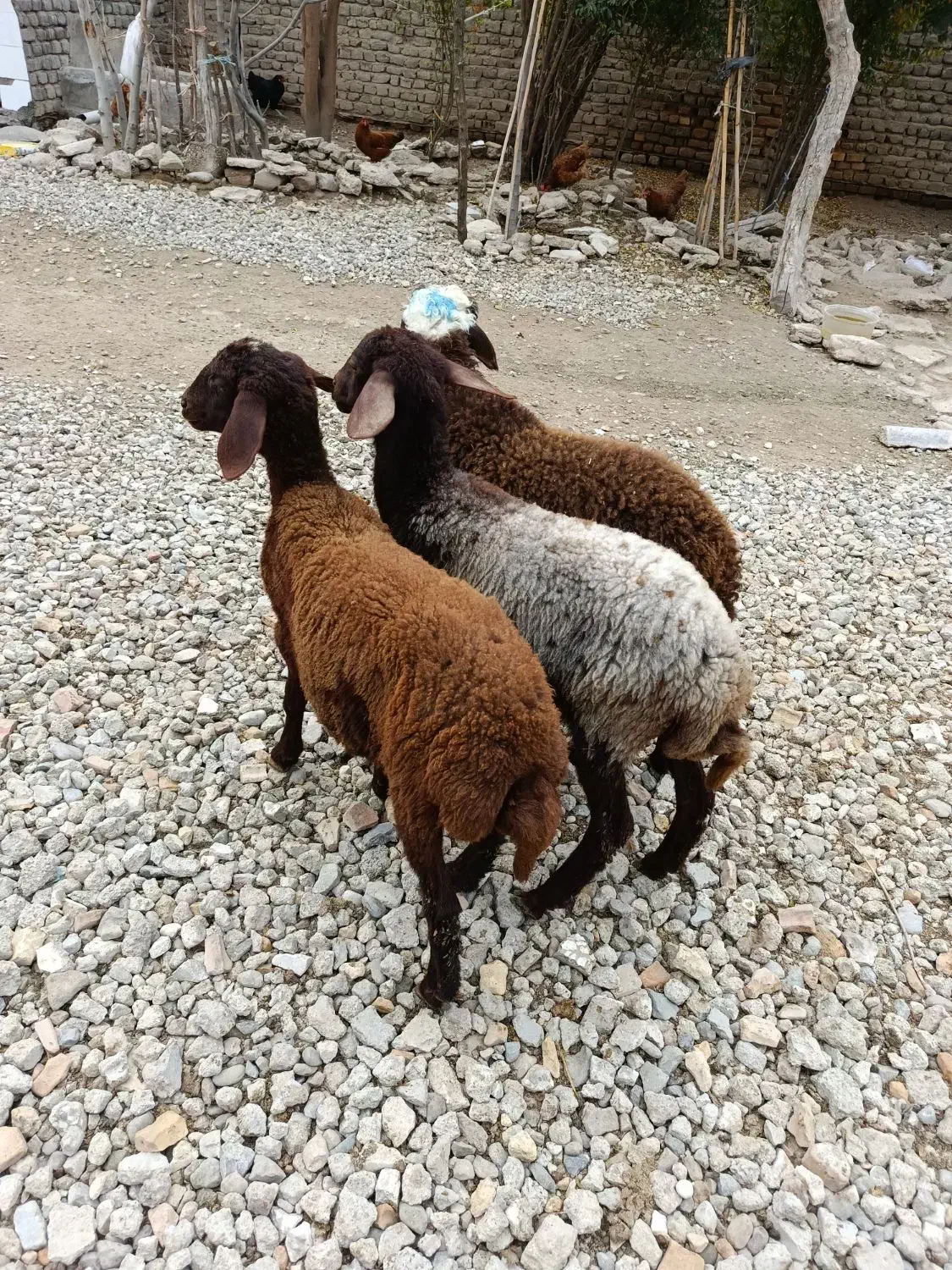 بره افشاری پرواری و کشتاری و نذری (گوسفند)|حیوانات مزرعه|گنبد کاووس, |دیوار