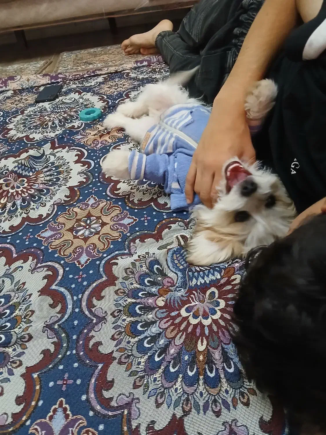 سگ پاکوتاه شیتزو بازی گوش ناز|سگ|زنجان, |دیوار