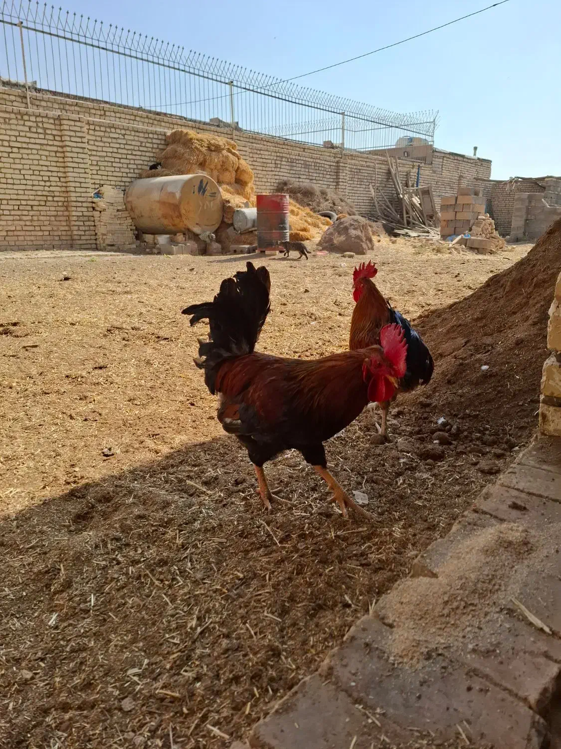 خروس ۱۰ ماهه|حیوانات مزرعه|حبیب آباد, |دیوار