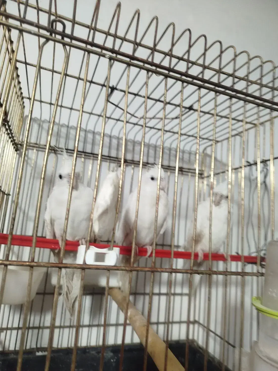 دو عدد البنیو نه ماه سالم سرحال|پرنده|تبریز, |دیوار