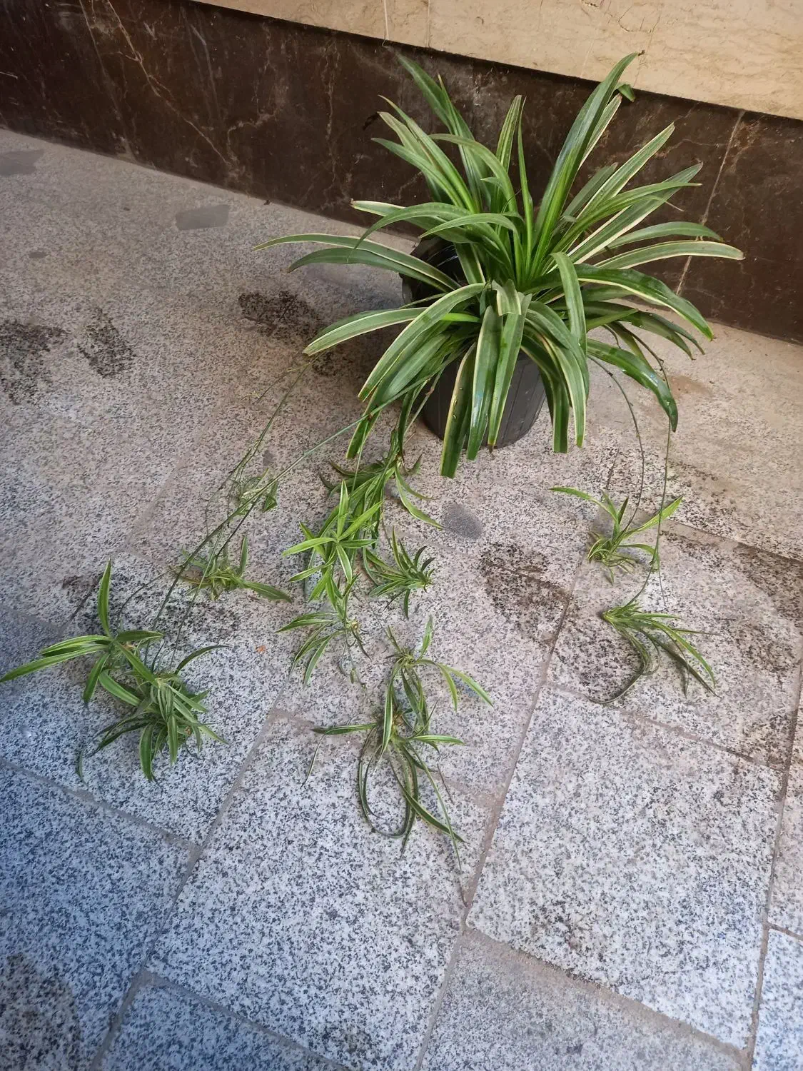 گندمی بزرگ پر از بچه|گل و گیاه طبیعی|تهران, مهران (سیدخندان)|دیوار