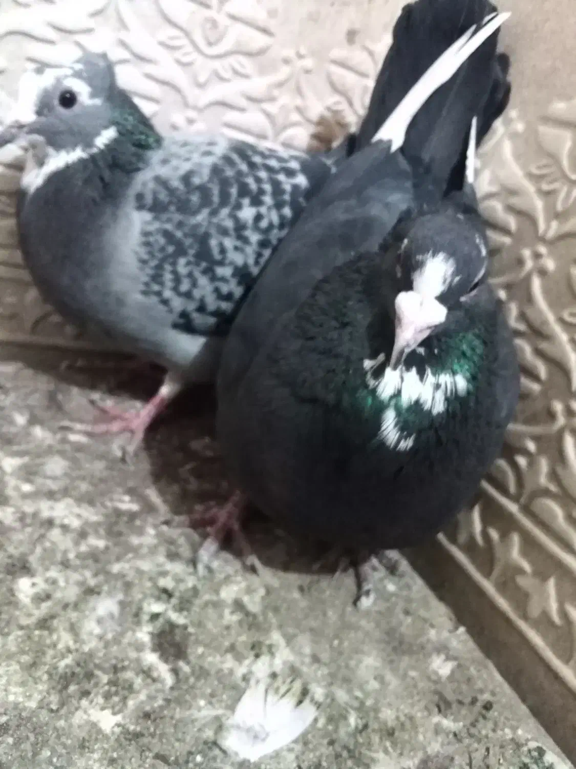 کبوتر پلنگ|حیوانات|زرند, |دیوار