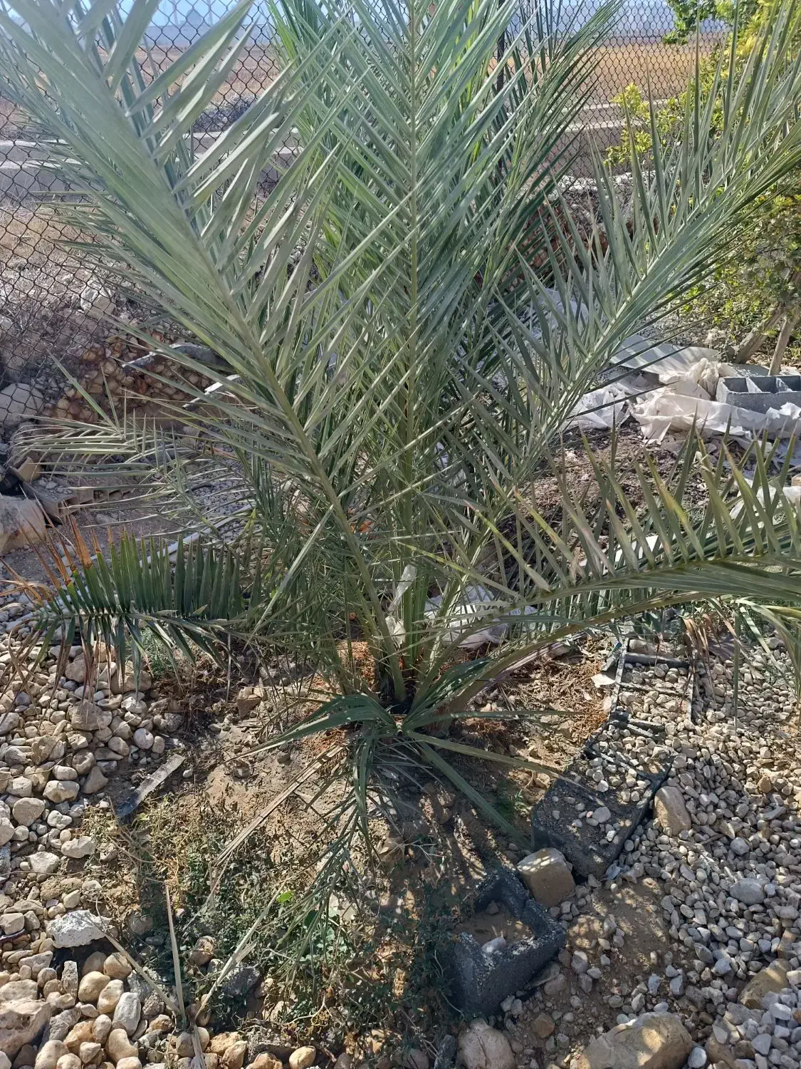 نخل کبکاب با یه پاجوش کوچک جم|گل و گیاه طبیعی|جم, |دیوار