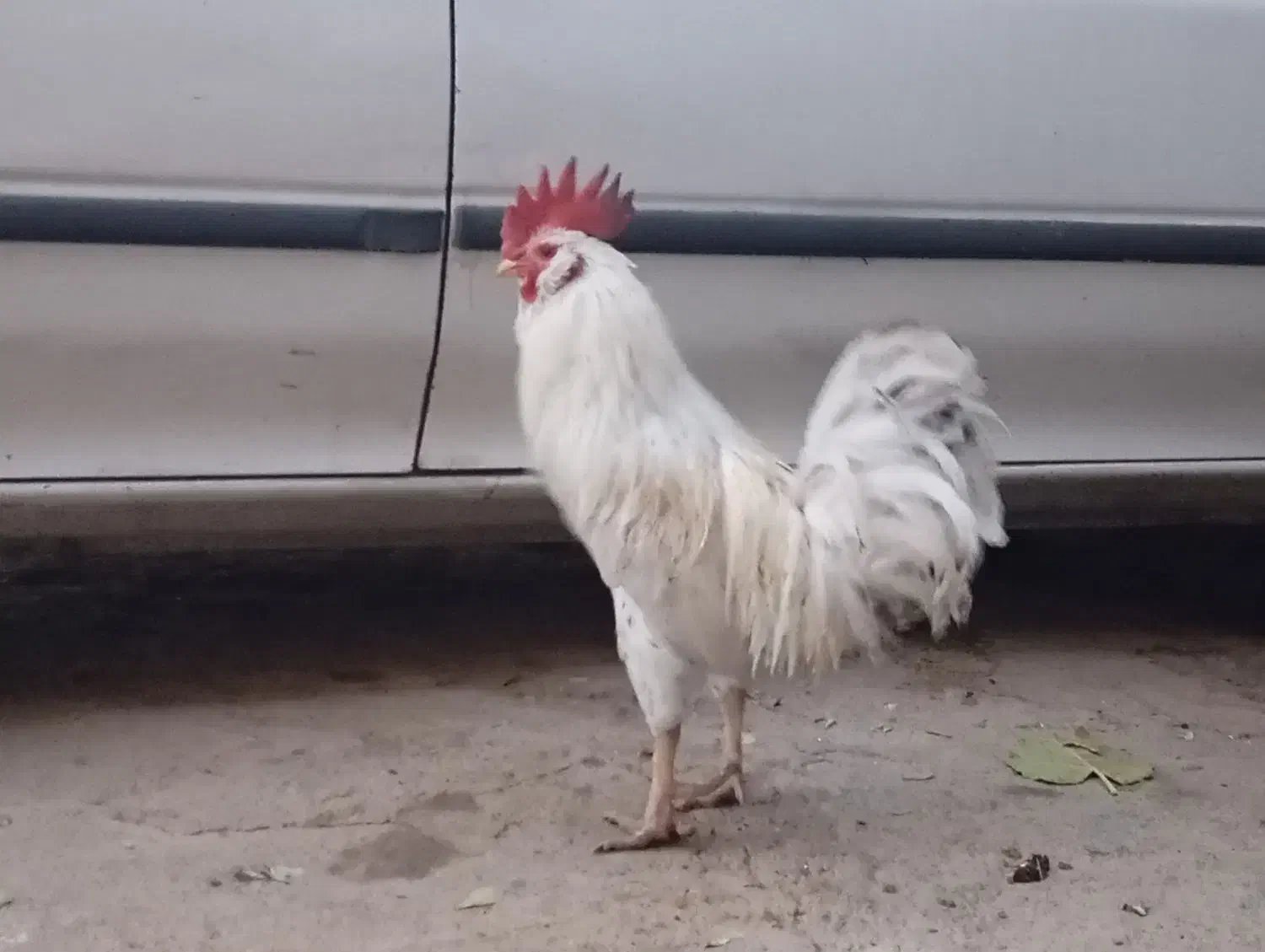 خروس|حیوانات مزرعه|اسلامآباد غرب, |دیوار