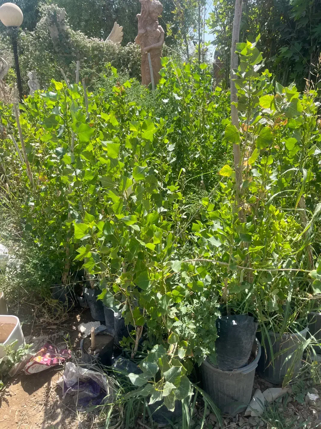 درخت صنوبر تبریزی قد ۱.۲۰ فقط ۴۵|خدمات باغبانی و درختکاری|شهریار, شهریار|دیوار